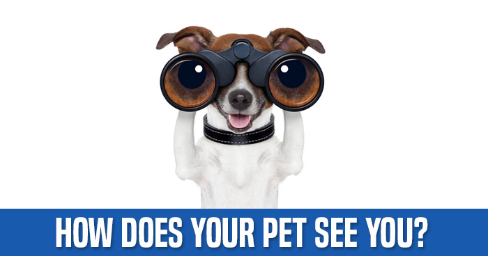 how-does-your-pet-see-you-quiz
